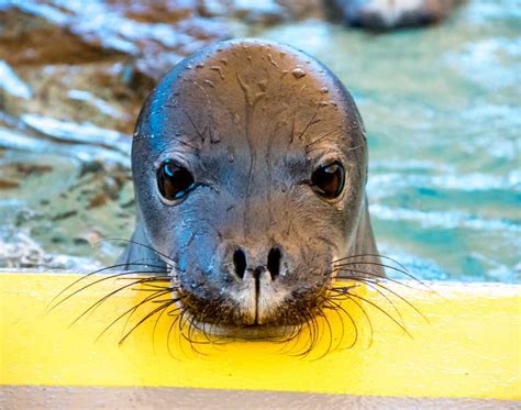 The Marine Mammal Center Understanding Endangered