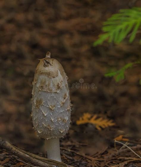 Wild Mushrooms In An Ontario Forest Stock Image Image Of Comatus