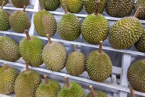 Dimana keistimewaan dari durian musang king adalah durian yang memiliki daging tebal bewarna kuning dan daging buah durian ini berbentuk daging kering. Durian Harvests - Musang King Durian Investments