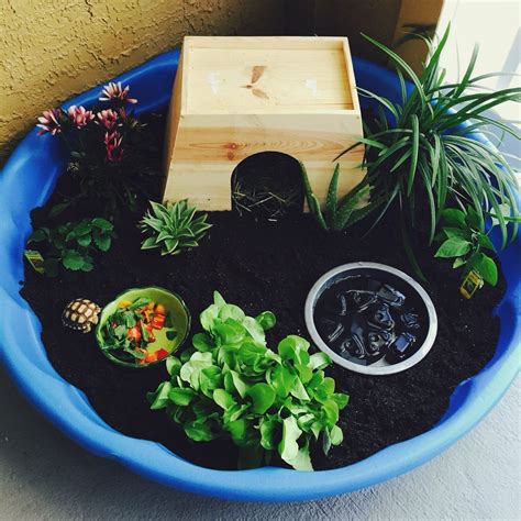 Pet Turtle Diy Tortoise Habitat From A Kiddie Pool Tortoise House