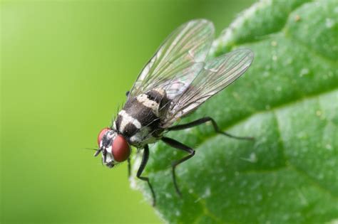 Biting Flies In Florida • Problem Solved Pest Control