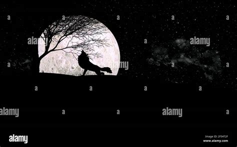 Wolf Howling During Full Moon Night A Howl Can Communicate Things Like