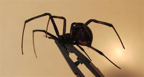 Black Widow Spider Extermination Innovative Pest Management