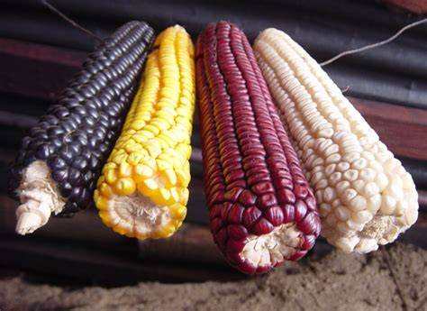 New Genetically Modified Maize Varieties Move In Threatening Native