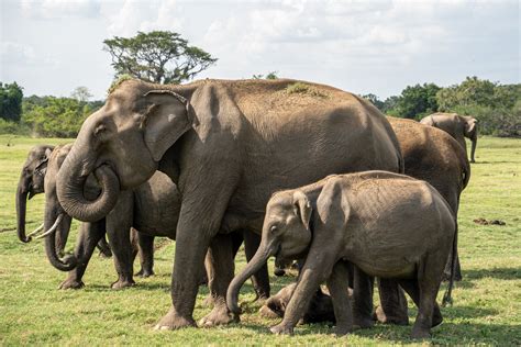 The Elephants Of Kaudulla National Park Sri Lanka — Adventures Of Jellie