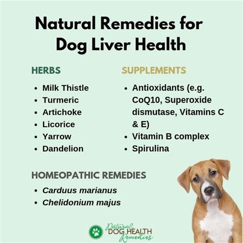 Dog Liver Health Natural Remedies