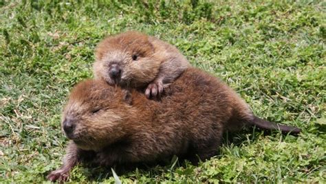 Ten Facts About Beavers On International Beaver Day