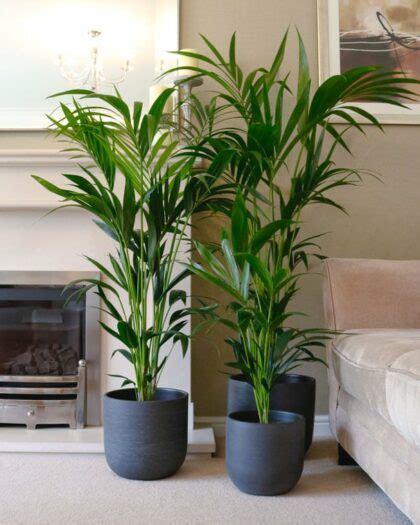 Hallway Plants Corridor Plants Oxy Plants