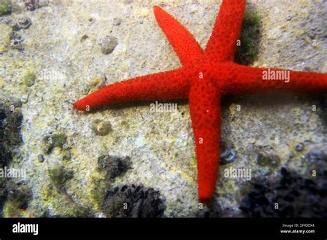 Underwater Scene With Bright Red Seastar Echinaster Sepositus Stock