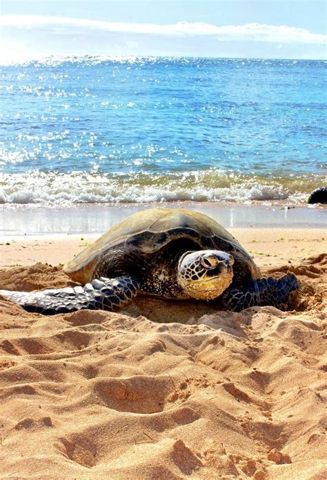 Turtle Beach Hawaii On The North Shore Of Oahu ©ashleigh Biller
