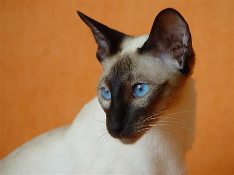 Willow Siamese Cat With Blue Eyes