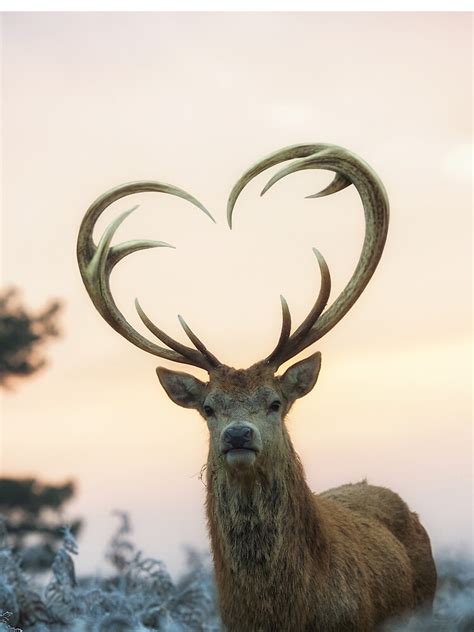 Stag With The Heart Shaped Antlers Love You Deer Sleeveless Top For