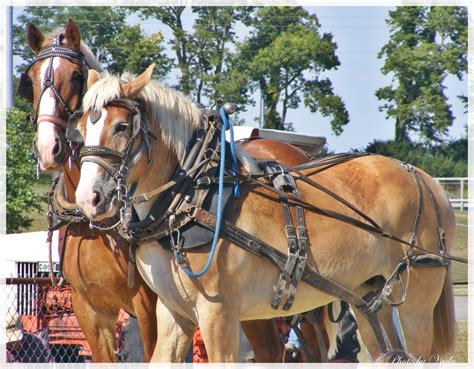 Volume Two Photos By Vada Horse Pull At Woodford County Fair
