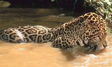 Jaguar Big Cat Facts Information And Pictures Jaguar Animal Big