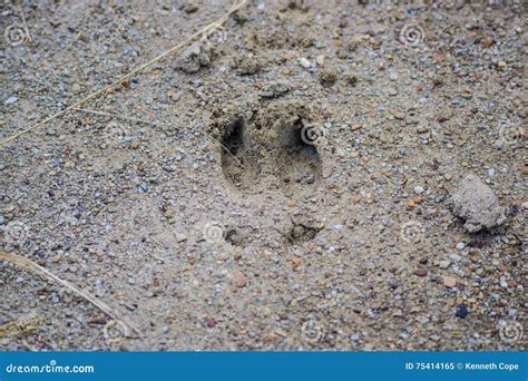 Whitetail Deer Track Stock Image Image Of Hooves Follow 75414165