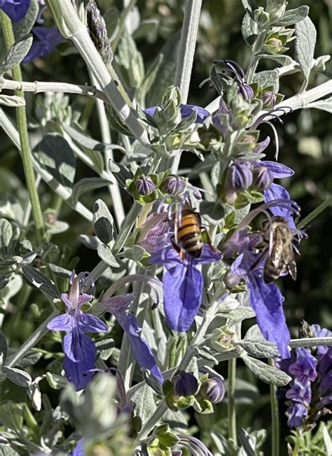 Plant Of The Month Azure Bush Germander Water Use It Wisely