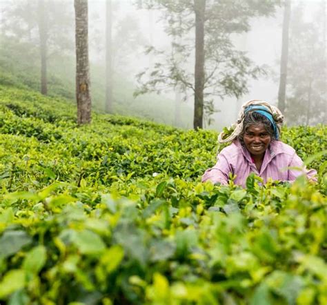 Visiter Ella Et Les Plantations De Thé Du Sri Lanka Voyagista