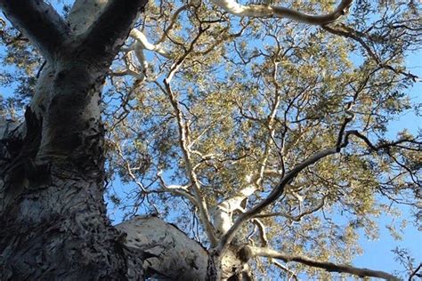 These Twisted Trees In New Zealand Look Like They Were Made For A