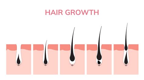 How Long Does It Take To Grow Hair Back Home Design Ideas