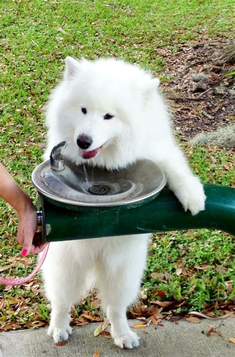 Winnie Gets Thirsty On Her Walks Samoyed Dogs Samoyed Puppy Fluffy