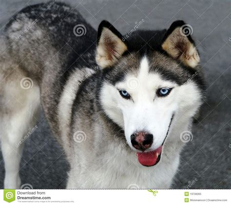 Young Siberian Husky Stock Image Image Of Blue Healthy