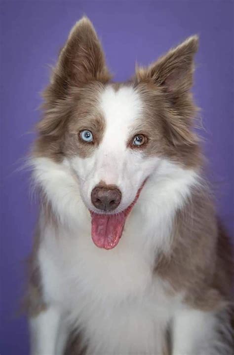 Rare Border Collie Colors And Patterns Merle Slate Sable And More