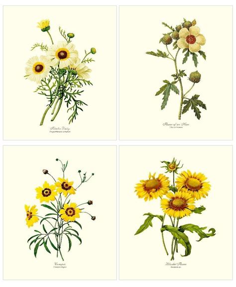 Yellow Flower Botanical Art Print Set Vintage Wall Art Decor