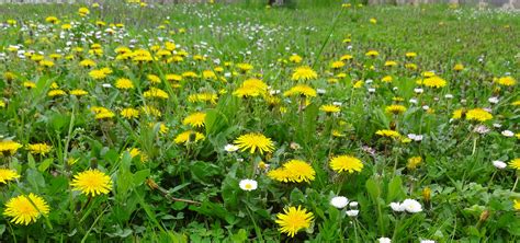 Troublesome Weeds In The Maritimes Weed Man Canada