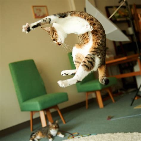 24 Fabulous Jumping Cats Photos That Will Put A Smile Of Your Face