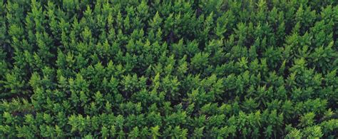 Nz Farm Forestry One Billion Trees Our Forest Future