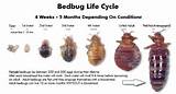 How To Get Rid Of Bed Bugs Cdc Photos
