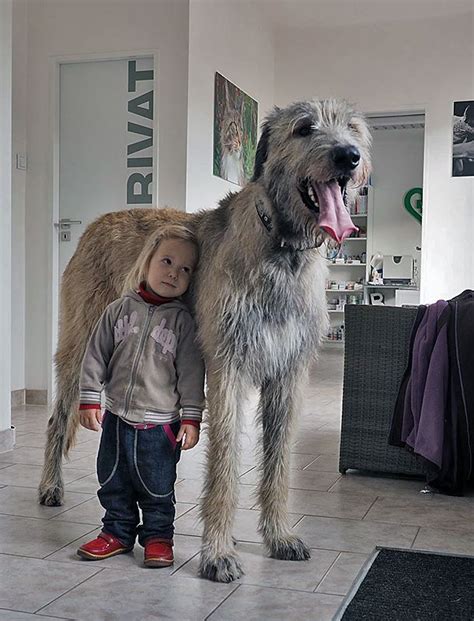 See full list on iwclubofamerica.org Irish Wolfhound | Huge dogs, Big dogs, Giant dogs