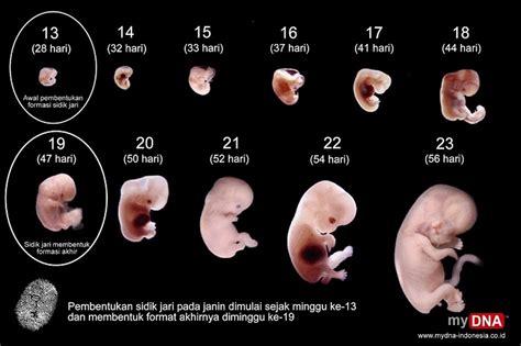 Ibu hamil akan merasakan peregangan dan tendangan saat janin terbangun dari tidurnya sebab saat minggu ini janin mulai tidur dan bangun. ASSALAMUALAIKUM..cinta hatiku.. ..^_^..: pergerakan bayi ...