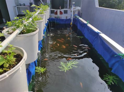 Budidaya Ikan Dan Sayuran Skala Rumahan Dengan Sistem Aquaponik Sgnal Id