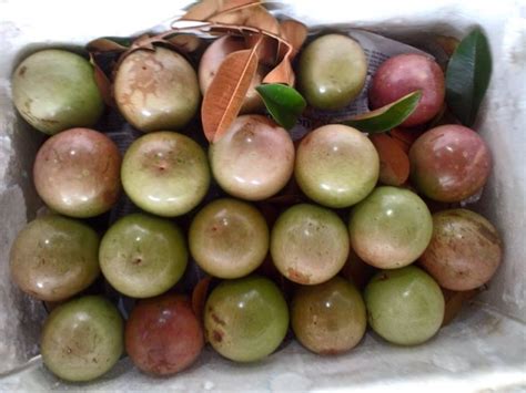 12 Most Delicious Fruits Of Vietnam You Should Try Explore One Vietnam