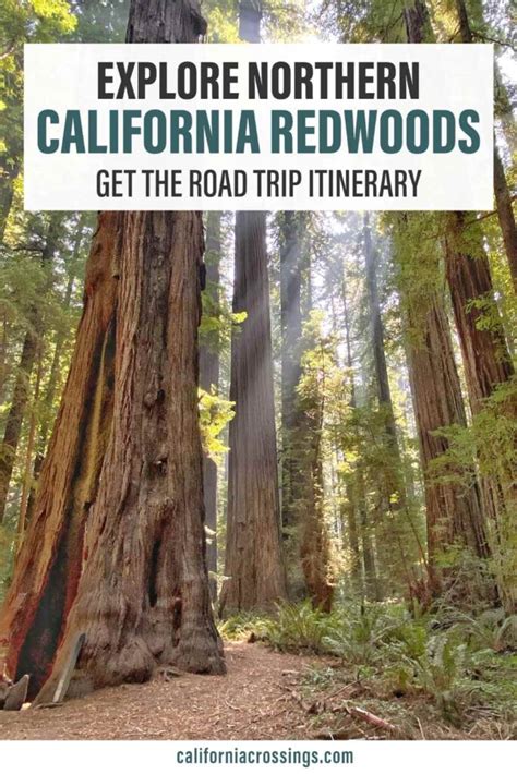 San Francisco To The Redwoods Road Trip Guide Key Stops
