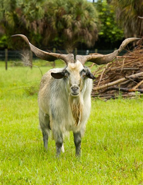 Goodnessgracious Acres The Spanish Goat