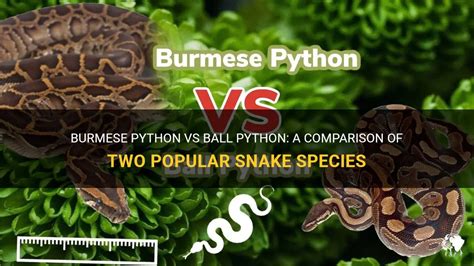 Burmese Python Vs Ball Python A Comparison Of Two Popular Snake