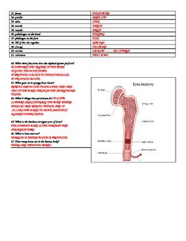 Work power and energy worksheets answers. BONES WORKSHEET W/ANSWERS by DON THOMSENS MAGIC BEAUTIFUL ...