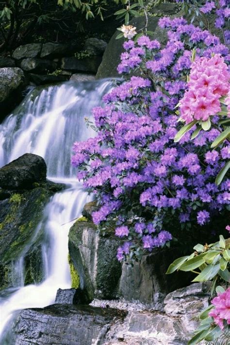 Flower Waterfall Nature Beauty