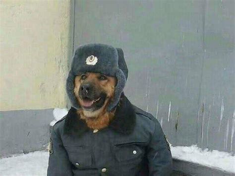 Comrade Doggo Anormaldayinrussia