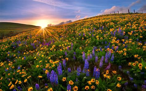 Blue Flowers Of The Lupini And Yellow Flowers On Sunflowers Mountains