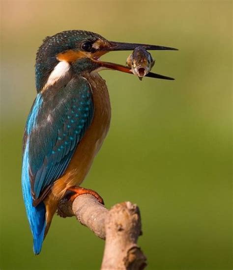 Really Cool Pic Animals Kingfisher Bird Birds