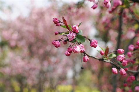 The honeysuckle can also take some drought conditions and is hardy to fifteen to twenty degrees fahrenheit. Malus halliana (Hall Crabapple) | North Carolina Extension ...