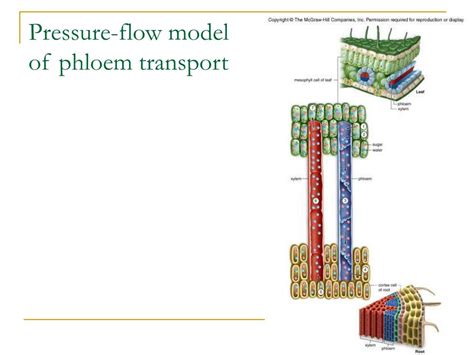 Ppt Chapter 26 Nutrition And Transport In Plants Powerpoint
