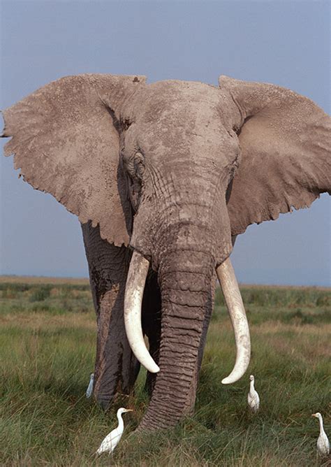 عکس فیل شاخدار مسترگراف