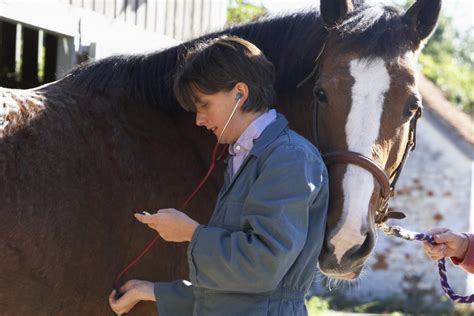 Short Term Horse Insurance | Kay Cassell Equine Insurance