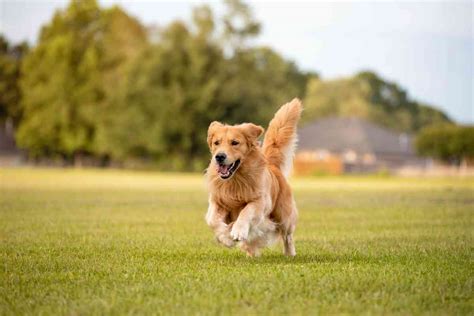 Are Golden Retrievers Hunting Dogs The Truth Retriever Advice
