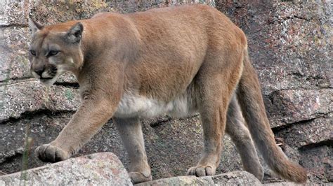 Wildlife Officials Kill Cougar That Had Threatened Jogger