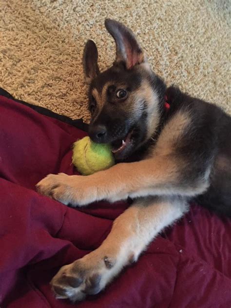 24 Smiling Puppies That Will Make You Smile